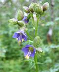 Polemonium Vanbruntiae